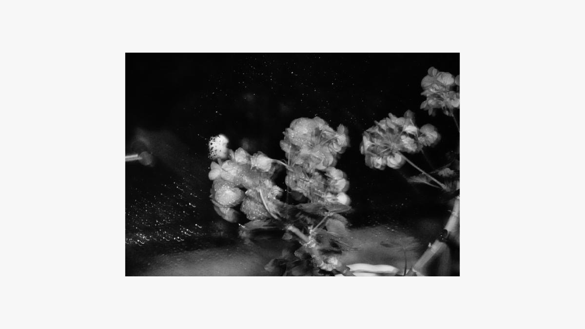 摄影作品 15